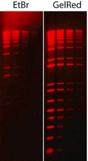 Sybrgreen I In Dmso Sigma Aldrich