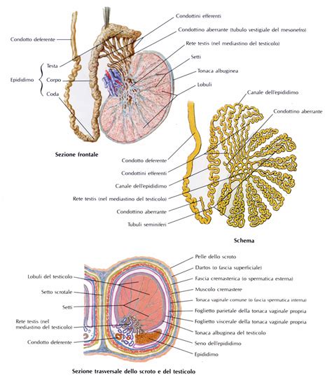 Anatomia Macroscopica E Microscopica Del Testicolo Bald Mountain Science