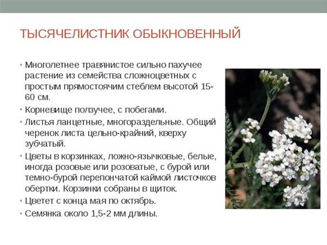 Производство жидкого экстракта тысячелистника