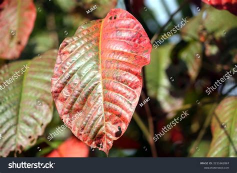 Santol Leaves Leaves Change Color According Stock Photo 2211662867 ...