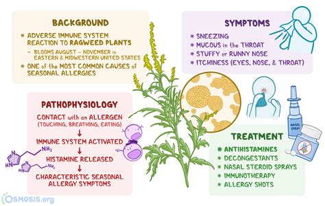 ragweed allergy    symptoms treatment   osmosis
