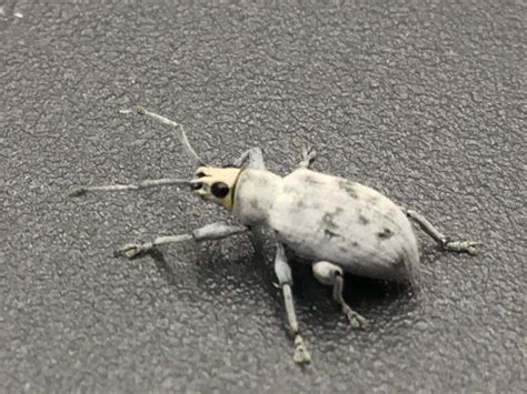 Sri Lankan Weevil- an Unwelcome Tourist! - Hernando Sun