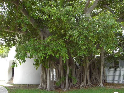 Фикус в дикой природе (57 фото) - 57 фото