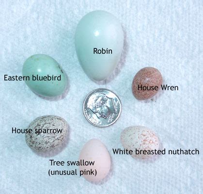 Tiny glossy white eggs, often tinted pink/buff, with numerous pinkish