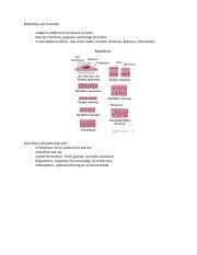 Understanding Epithelial Cell Functions and Dysfunctions | Course Hero