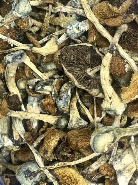 Buy McKennaii Magic Mushrooms Online BC Medi Chronic