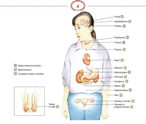 Phys Ch Principles Of Hormonal Communication Endocrinology