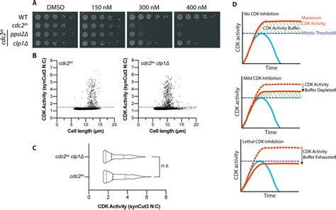 Certain Cdk Counteracting Phosphatases Influence The Cdk Activity