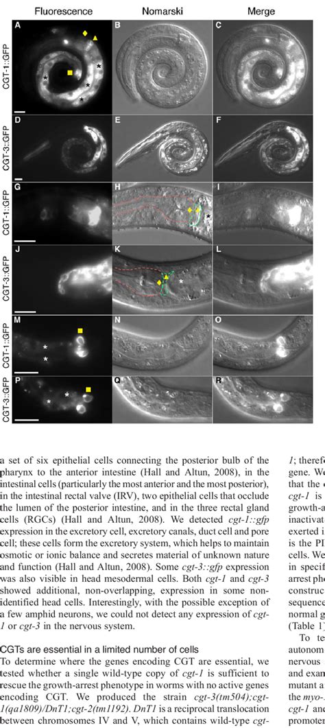 Expression Pattern Of Cgt And Cgt In L Larvae Cgt Gfp