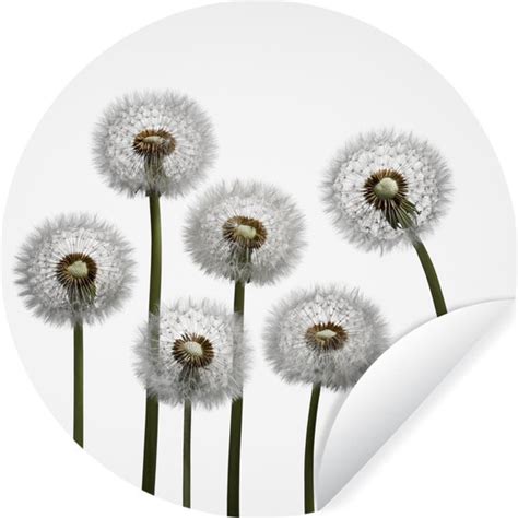 WallCircle Muurstickers Behangcirkel Paardenbloem Illustratie