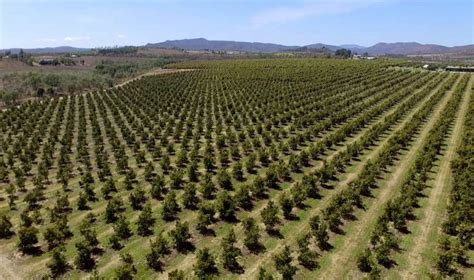 Qué es el marco de plantación y tipos Como plantar org