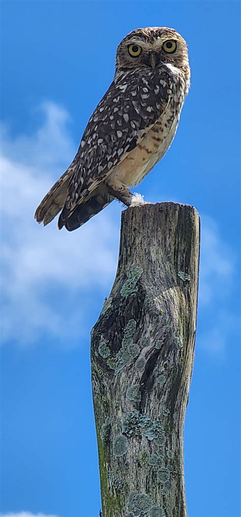 Veredas Do Sertão Coruja Buraqueira Athene Cunicularia