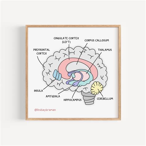 Art Print: Learning About the Brain (Anatomy) – lindsaybraman