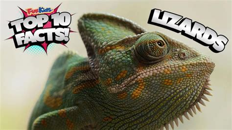 Top 10 Facts About Lizards Fun Kids The Uks Childrens Radio Station