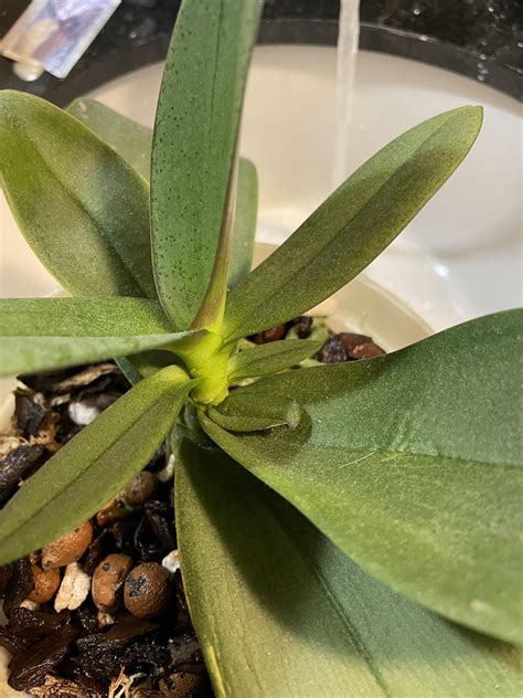 What’s going on with this phal orchid? Other than being dusty… : r/orchids