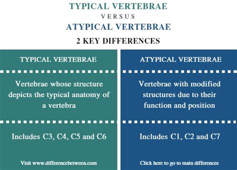 Difference Between Typical And Atypical Vertebrae Compare The