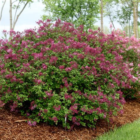 Bloomerang Dark Purple Reblooming Lilac Syringa X Proven Winners