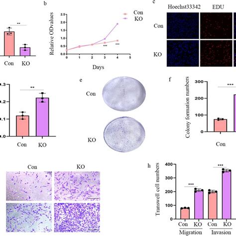 Loss Of FAM201A Triggers NB Cell Proliferation And Metastasis A The