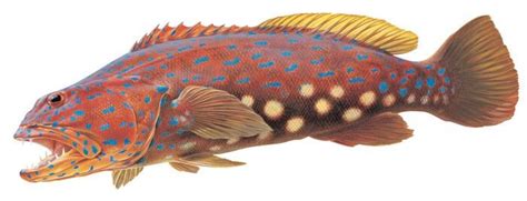 roger swainston great southern reef