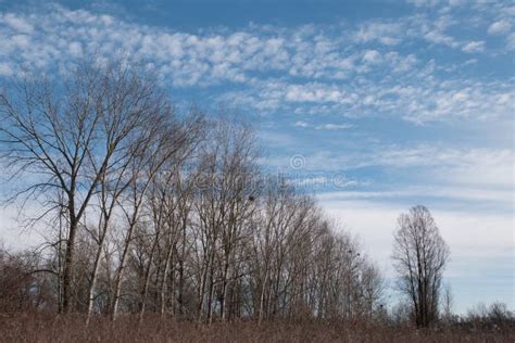 Naked Trees Against Blue Sky Stock Photo Image Of Leafless Naked