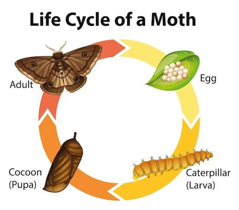 How Do You Identify A Moth Cocoon