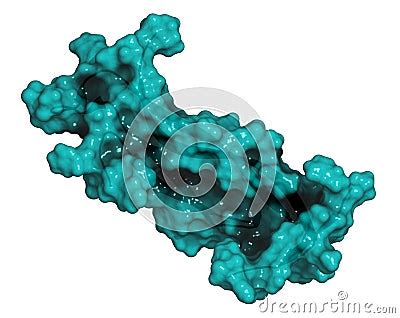 Interleukin 17 (IL-17A, IL-17) Cytokine Molecule. IL-17 Antibodies Are ...