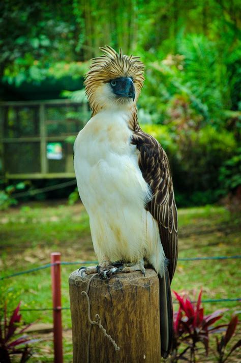 Pin Van Henk Sparreboom Op HARPY BIRD Eagle Roofvogels