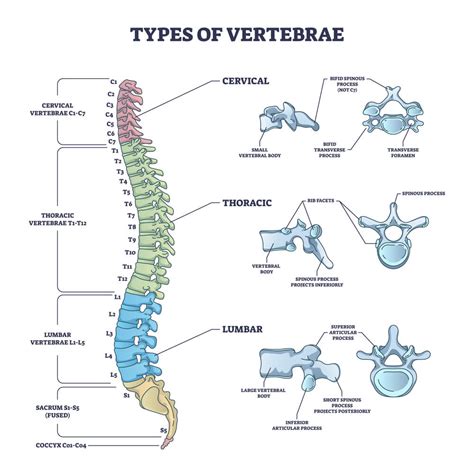 L3 Spine (3rd Lumbar Vertebra) - Anatomy, Injuries, and More