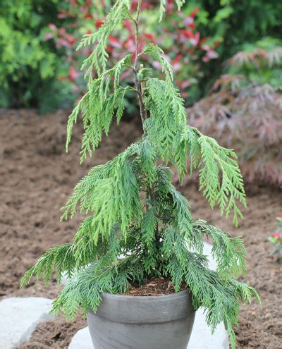 Кипарисовик комнатный. Уход в домашних условиях, виды, сорта, фото