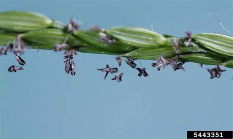 Crabgrass