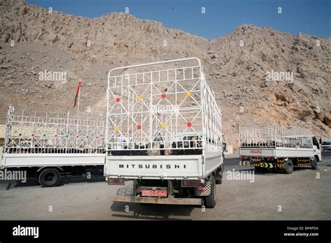 Trucks With Goats From Iran About To Leave Khasab For Dubai Musandam