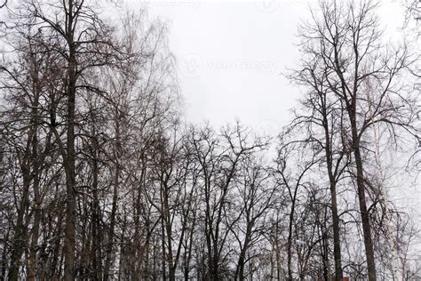 Leafless branches of park winter trees 12872757 Stock Photo at Vecteezy