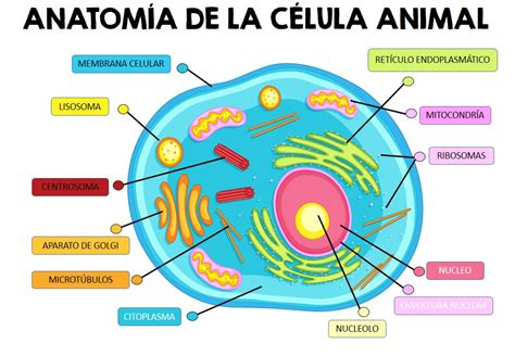 celula animal dibujo para niños La célula animal, colorear y completar