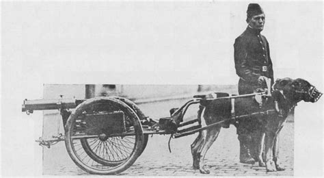King Rottweilers Early History Rottweiler World War I
