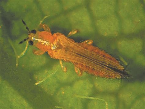 thrips amgrow home garden