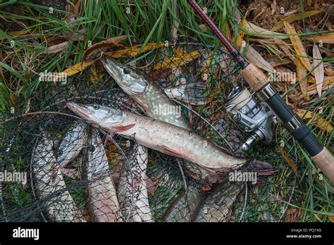 Freshwater Northern Pike Fish Know As Esox Lucius Lying On Landing Net