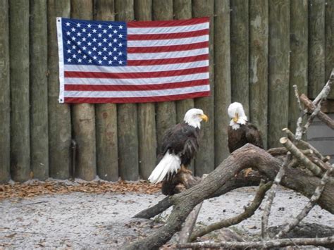 Bald eagles, who have made a comeback and were removed from the