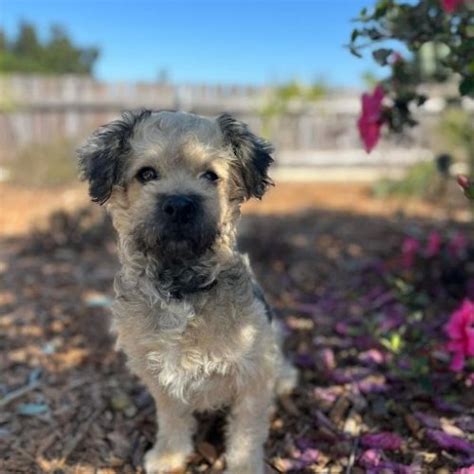 Coco The Detommaso Dogs