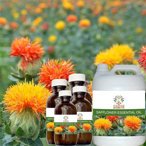 Safflower Oil - Safflower Tel Latest Price, Manufacturers & Suppliers