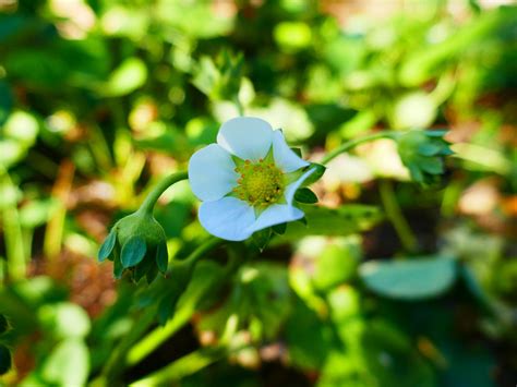 Flor Flores Silvestres Natureza Foto Gratuita No Pixabay Pixabay