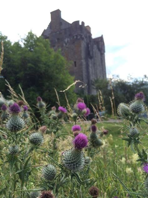 Thistle , Flower of Scotland | Eilean donan, Scotland, Castle