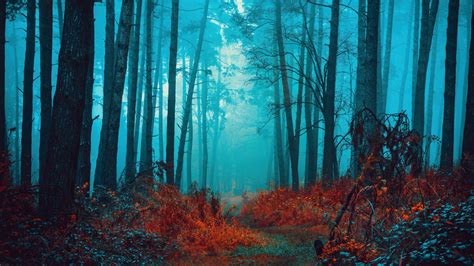 Mystical Wallpaper 4K, Foggy forest, Path, Red leaves 