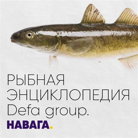 Рыбная энциклопедия: Кальмар | Defa group