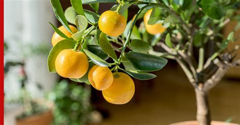 Как вырастить мандариновое дерево дома: правила ухода - Деловой журнал ...