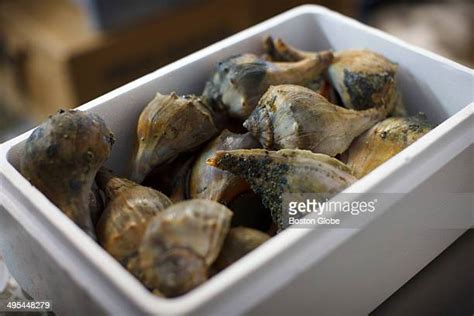 Conch Shells For Sale Photos And Premium High Res Pictures Getty Images