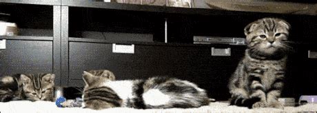 cat farting gifs | WiffleGif