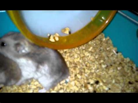 Hamster Sex YouTube