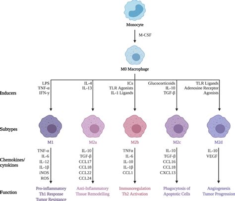 Differing Biological And Physiological Features Of Macrophage Subsets