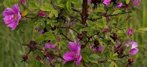 Шиповник майский - состав и полезные свойства