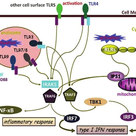 tlr  rlr signaling  scientific diagram
